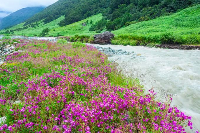Valley of Flowers