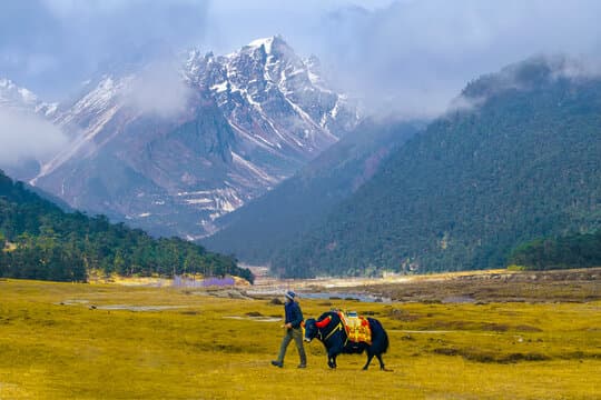 Yumthang Valley